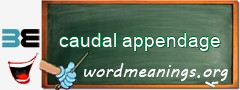 WordMeaning blackboard for caudal appendage